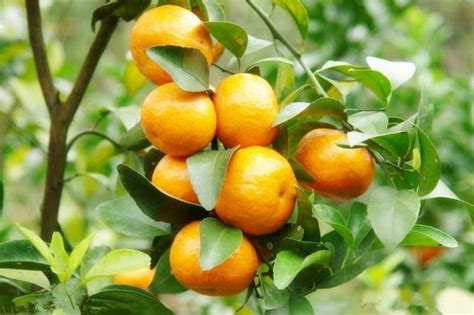 橘子樹種植 除胃障用法